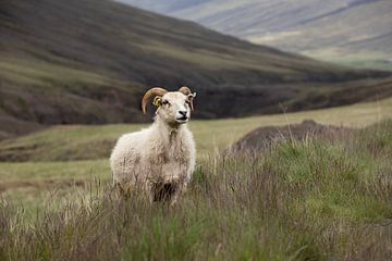 Ram in de bergen van IJsland van PeetMagneet