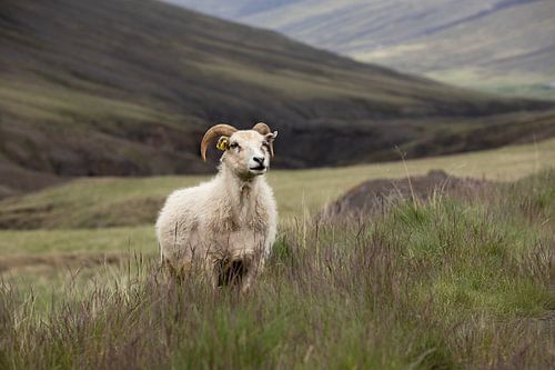 Aries in Iceland's mountains