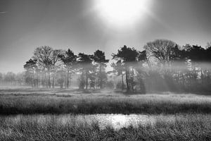 Morgennebel von Hans Bronk