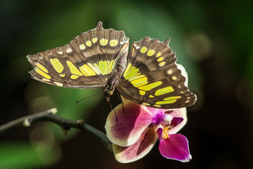 Schmetterling auf einer Orchidee von Jörg B. Schubert