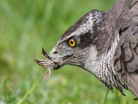 Finnish Hawk by Loek Lobel