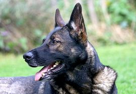 Deutscher Schäferhund, wolfsgrau, wachsam von foto by rob spruit