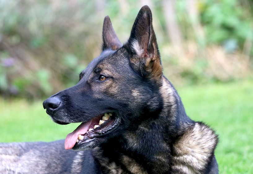 german shepherd, wolfish grey, vigilant by foto by rob spruit