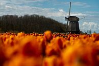 Tulpen und Mühle in Noordholland von Manuuu Miniaturansicht