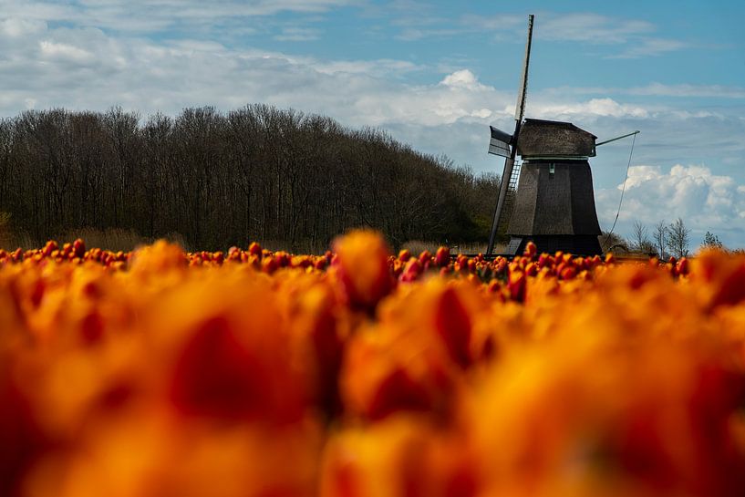 Tulpen und Mühle in Noordholland von Manuuu