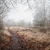 Slingerend Pad door de Heide | Winter in de Zwarte Dennen | Staphorst van Laura Dijkslag