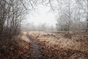 Winding Path through the Heath | Winter in the Black Pines | Staphorst by Laura Dijkslag