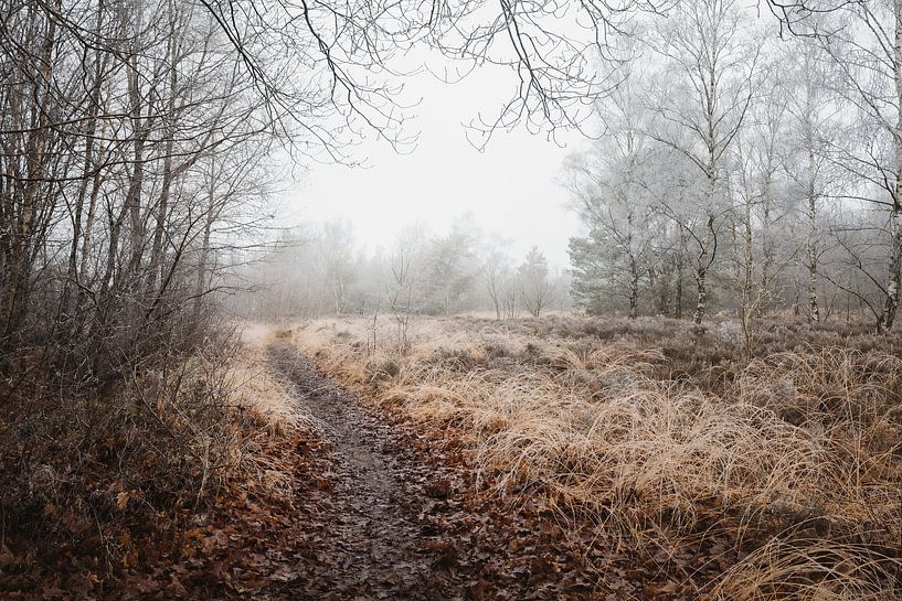 Winding Path through the Heath | Winter in the Black Pines | Staphorst by Laura Dijkslag