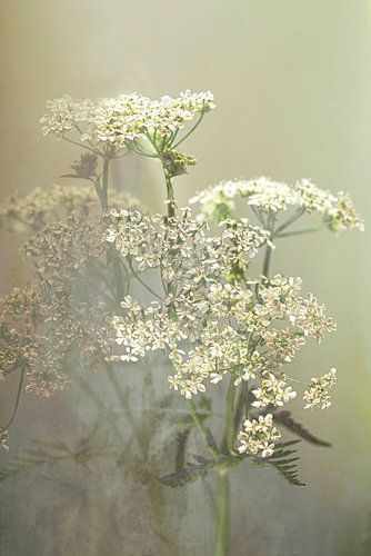 Stilleven. Fluitenkruid. Mystiek. Nieuw Landelijk.