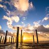 Palendorp Petten van Lisa Antoinette Photography