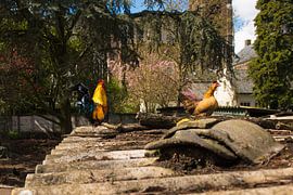 De Haan op het dak van Brian Morgan