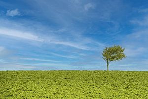 de westenwindboom