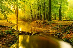 Ein Bach in einem hellgrünen Wald an einem frühen Herbstmorgen