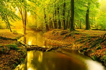 Leuvenumse Beek in het bos tijdens een vroege herfstochtend op de Veluwe van Sjoerd van der Wal Fotografie