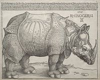 Das Nashorn, Albrecht Dürer