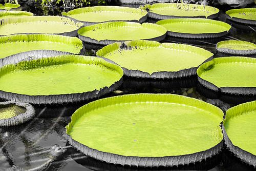 Reusachtige bladeren van de reuzenwaterlelie