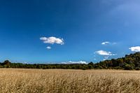 Saumane de Vaucluse