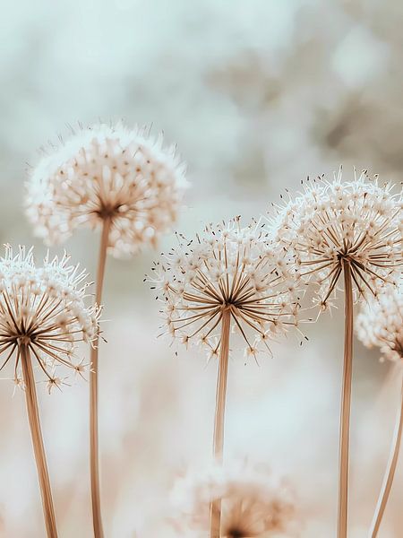 Dandelion flowers by haroulita