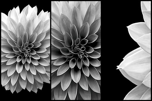 Deconstructed Portrait of a Dahlia IV – Black and White
