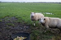 Deux moutons dans le pré