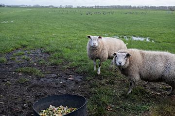 Zwei Schafe auf der Wiese von Alida Stam-Honders