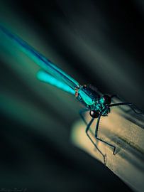Blaue Wiesenschaumlibelle im Schilf von Martijn Brink