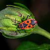 Pyrrhocoris apterus - (Pyrrhocoris apterus) sur Kees Goethart
