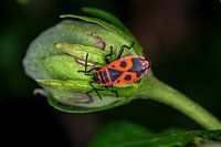 Feuerwanze - (Pyrrhocoris apterus)