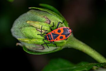 Vuurwants - (Pyrrhocoris apterus) van Kees Goethart
