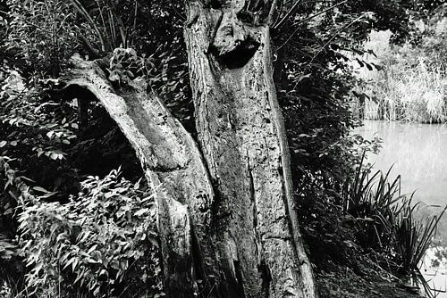 old willow in black and white on the waterfront