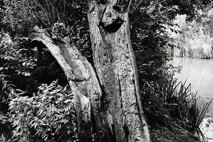 old willow in black and white on the waterfront by wil spijker