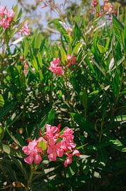 Rosa Blüten an der Algarve von Mélanie Roelandts