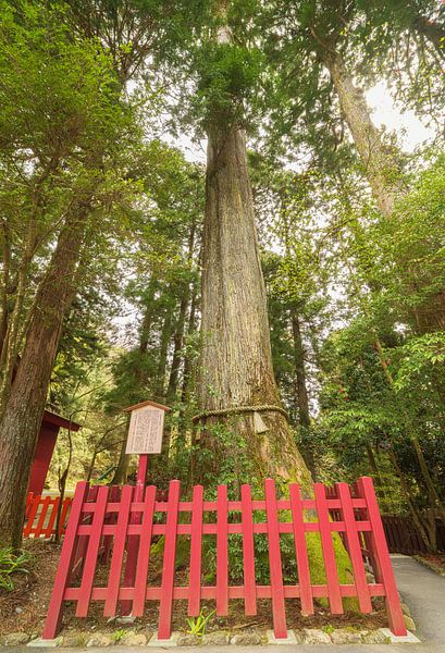 Hakone - Lake Ashi - Hakone Shrine (Japan) by Marcel Kerdijk