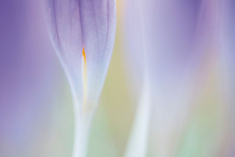 Krokus von Bob Luijks