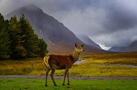 Edelhert in Glencoe Schotland van Bart Cox thumbnail