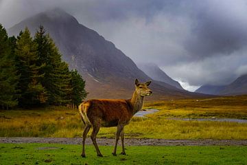 Rotwild in Glencoe Schottland von Bart Cox