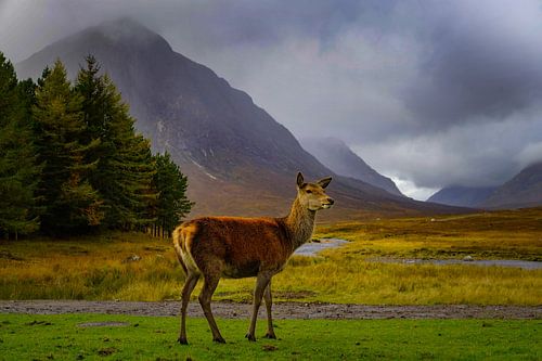 Red deer in Glencoe Scotland