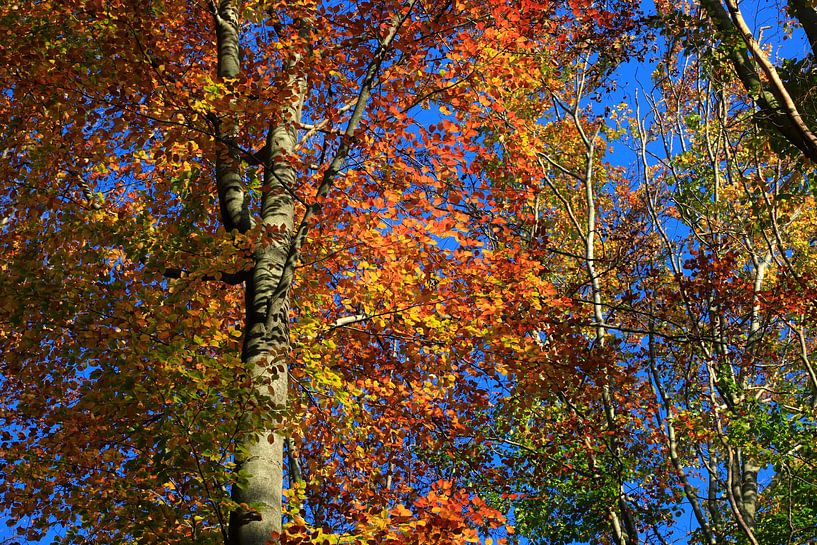 Prächtige Buche von Thomas Jäger