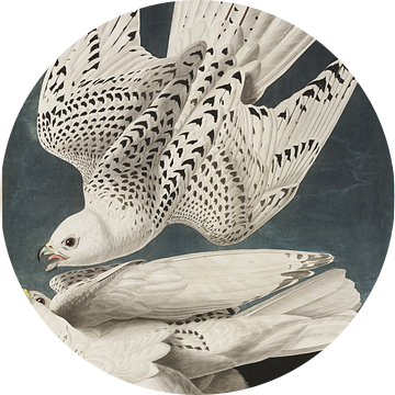 Giervalk - Teylers Edition -  Birds of America, John James Audubon van Teylers Museum