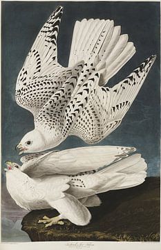 Gyrfalcon - Teylers Edition -  Birds of America, John James Audubon by Teylers Museum