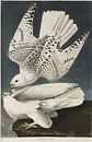 Gyrfalcon - Teylers Edition -  Birds of America, John James Audubon by Teylers Museum thumbnail