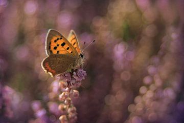 kleiner Schmetterling von Remco loeffen