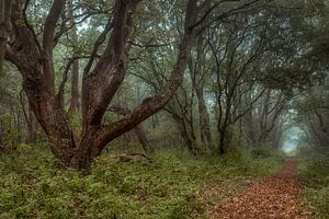 Mystiek in het bos