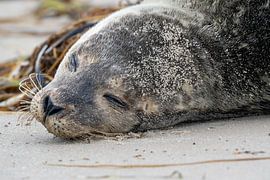 Young seal on the beach by Marcel Jagt