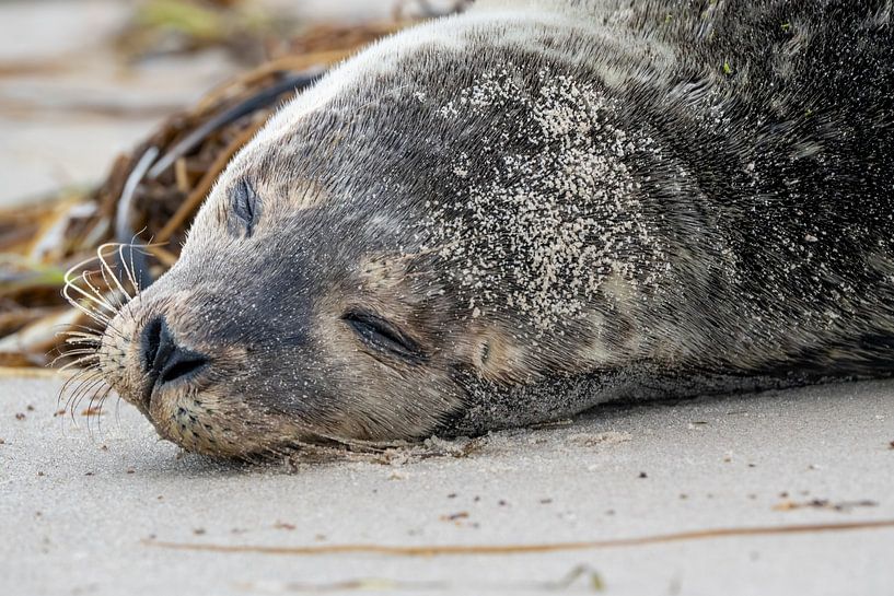 Junge Robbe am Strand von Marcel Jagt