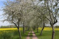 Fietspad met bloeiende appelbomen van Karina Gebert thumbnail