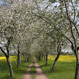 Piste cyclable bordée de pommiers en fleurs sur Karina Baumgart