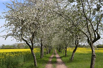 Fietspad met bloeiende appelbomen van Karina Baumgart