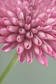 Early Dew with pink: Close-up of a dahlia by Marjolijn van den Berg