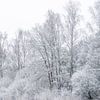 Des arbres plus blancs en hiver sur Axel Weidner